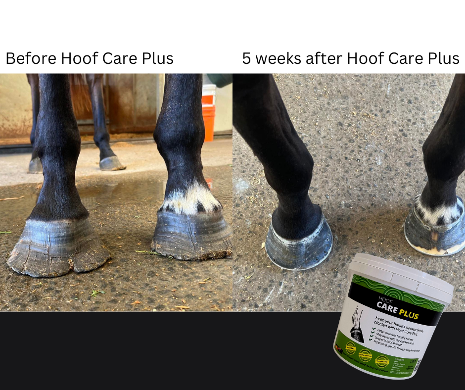 Top tips for keeping your horse's hooves healthy
