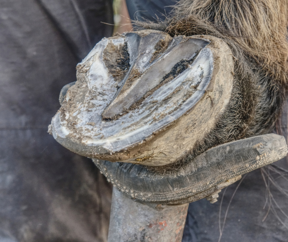 How to deal with White Lines Disease (Seedy Toe) in horses