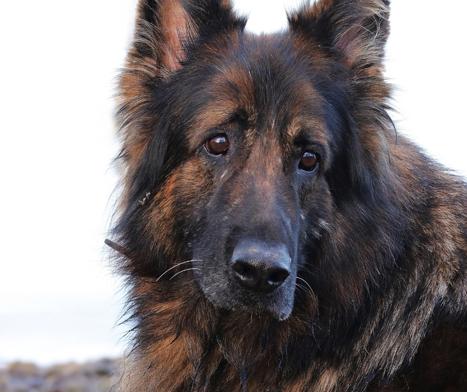 Canine Osteoarthritis - What is it and what can you do for your dog ... - Canine Joint Support And Arthritis