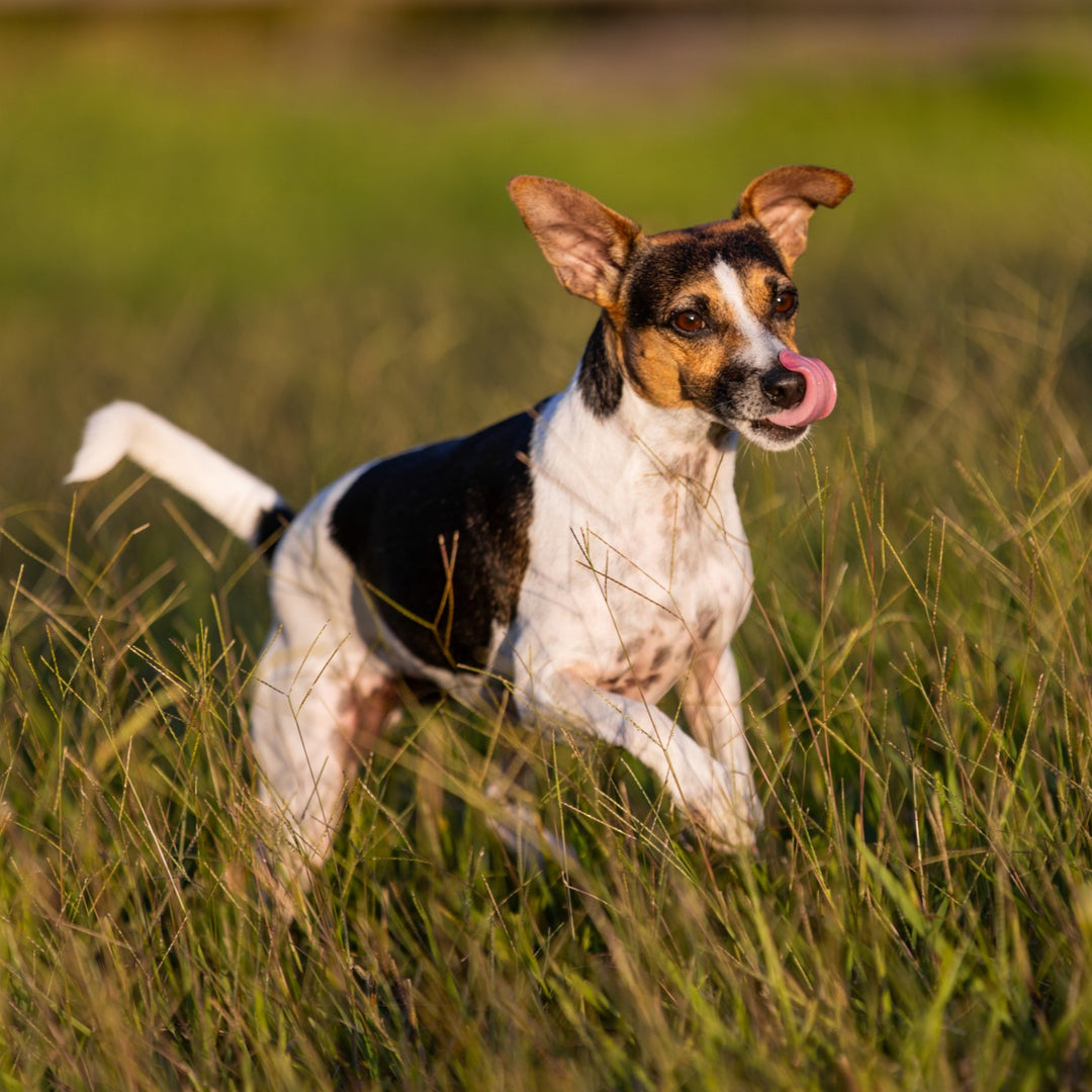 Canine Joint Plus™️ 250g