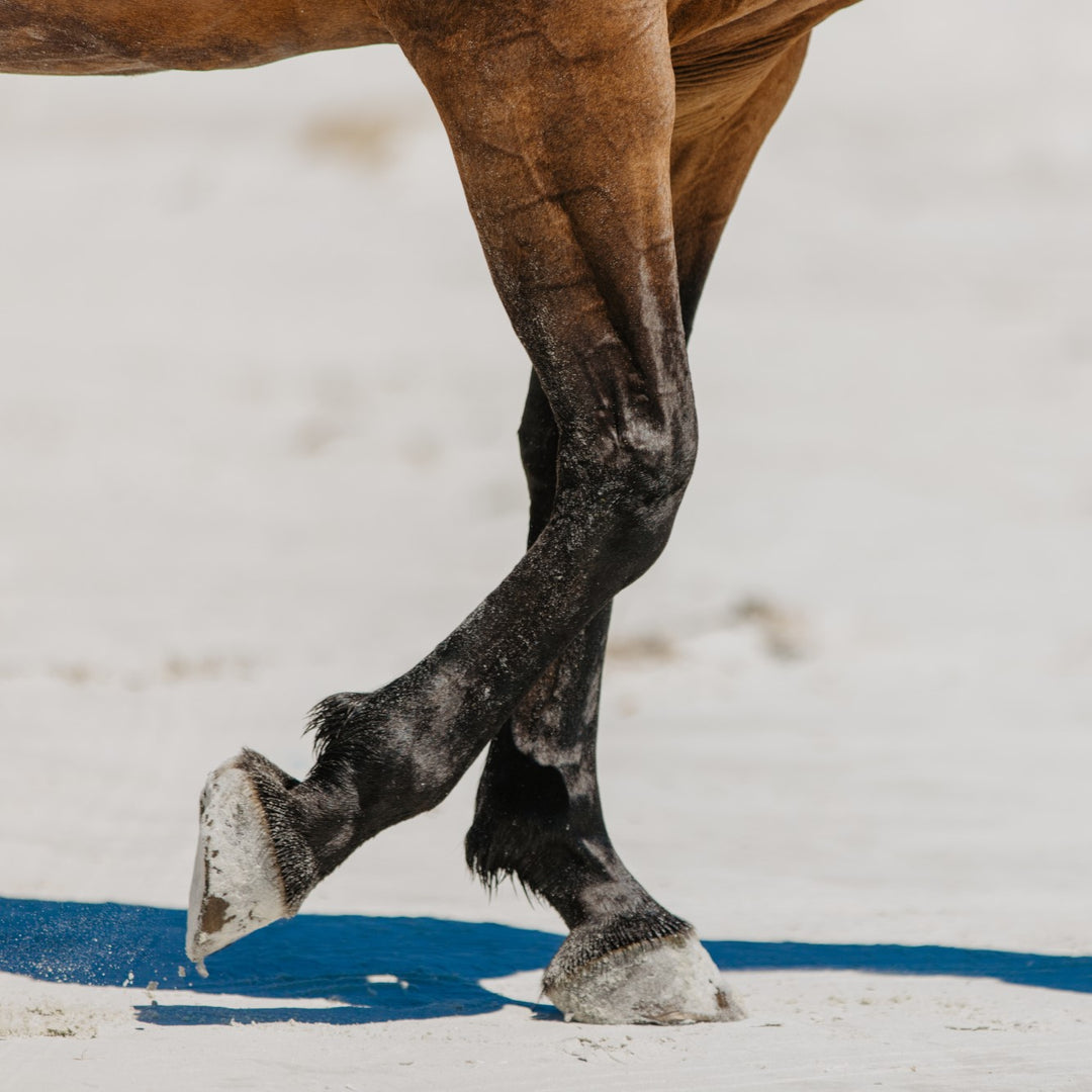 Equine Plus Joint & Hoof Care Bundle