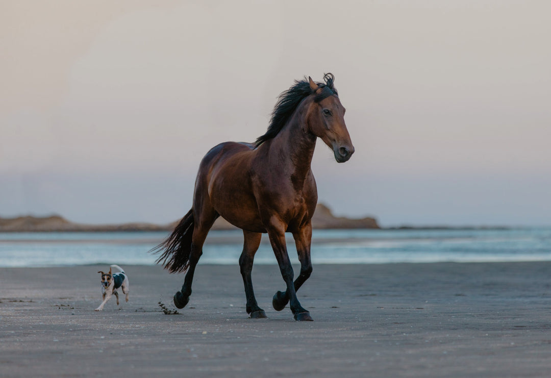 How our Horse Joint Care and Dog Joint Care Supplements are Different
