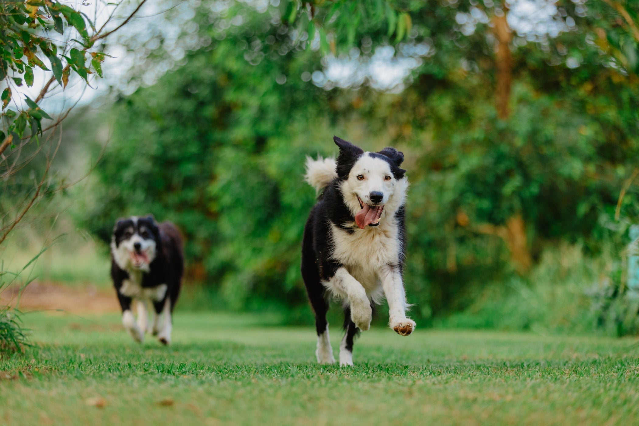 How the best Canine Joint Supplements help dogs joints