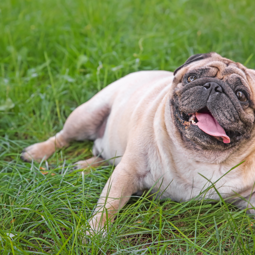 Your dog's arthritis can be affected by its weight.