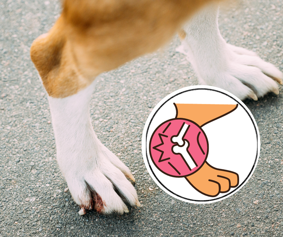 Canine Joint Health
