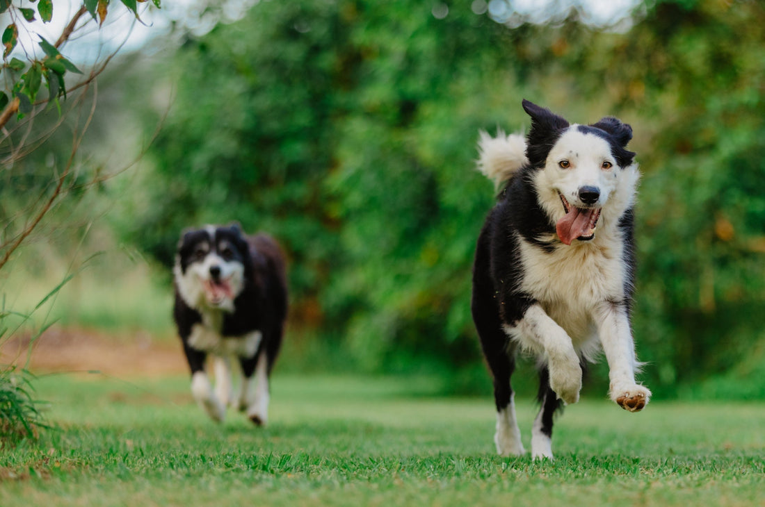 What makes our Animal Joint Care Products effective?