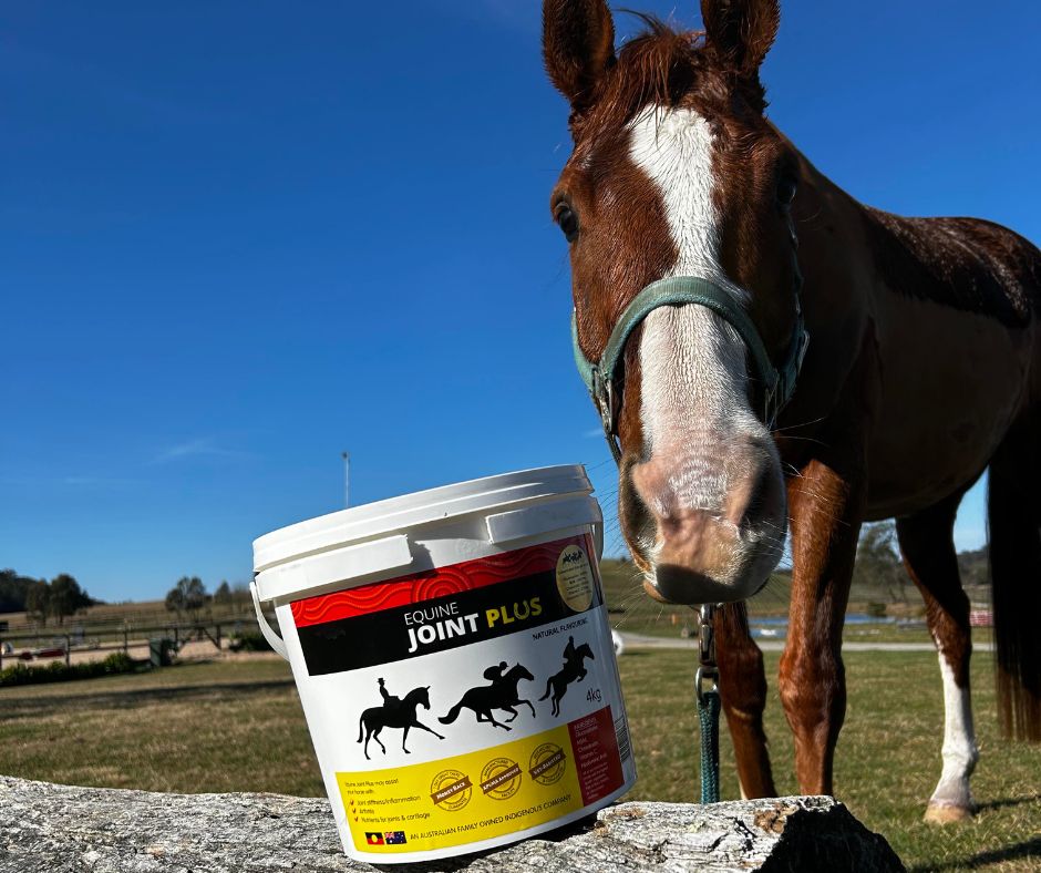 Understanding Arthritis in Horses