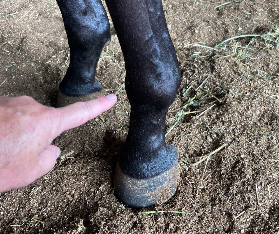 Degenerative Joint Disease in Horses Fetlock. Why Hyaluronic Acid ...