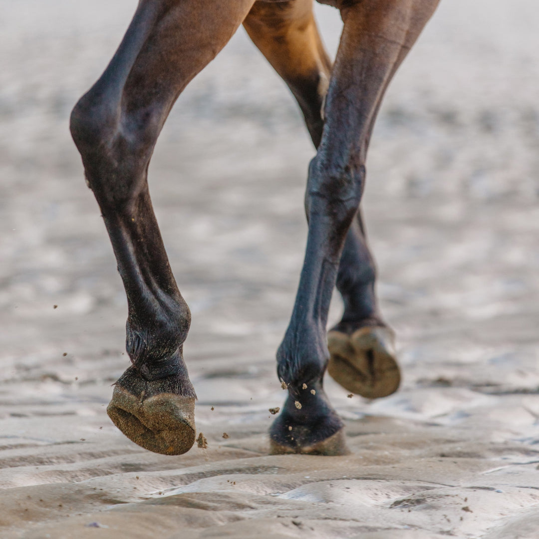 Why the biotin in Hoof Care Plus is important for hoof health