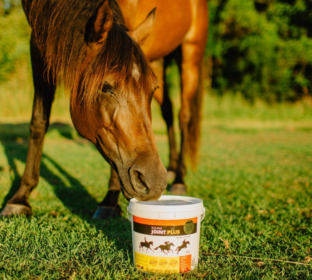 Joint Care Supplements for Dogs & Horses that Work... AND Taste Great!
