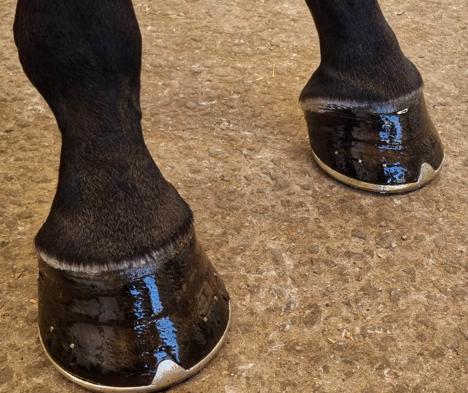 Understanding your horse's hoof structure - and why it matters