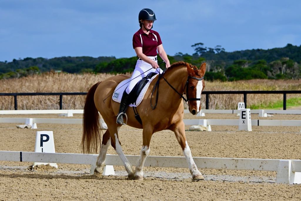 Welsh Cob Confuses Grand Prix Riders - Guess His Age