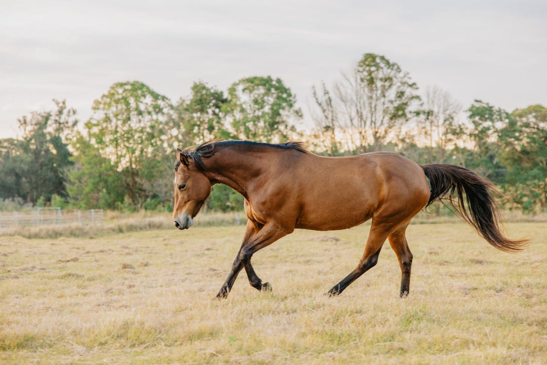 Does your horse need a joint supplement for arthritis?
