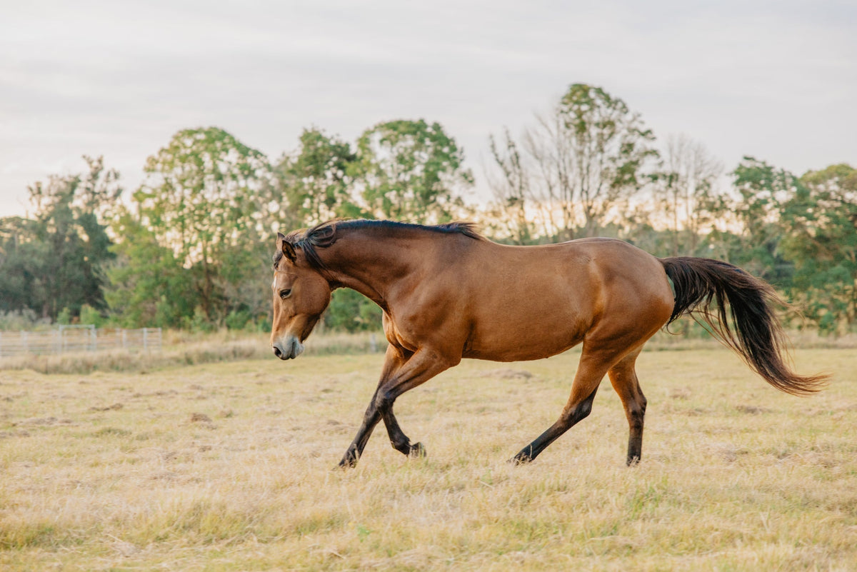 Does your horse need a joint supplement for arthritis?