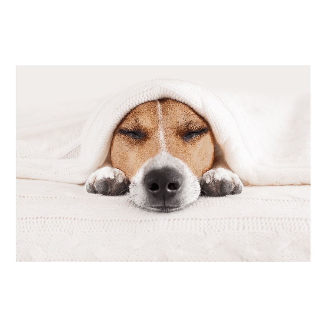 Your arthritic dog deserves comfort.