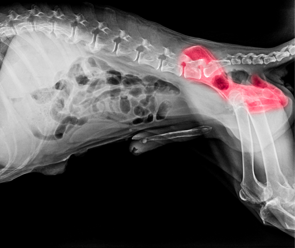 Canine Hip Dysplasia