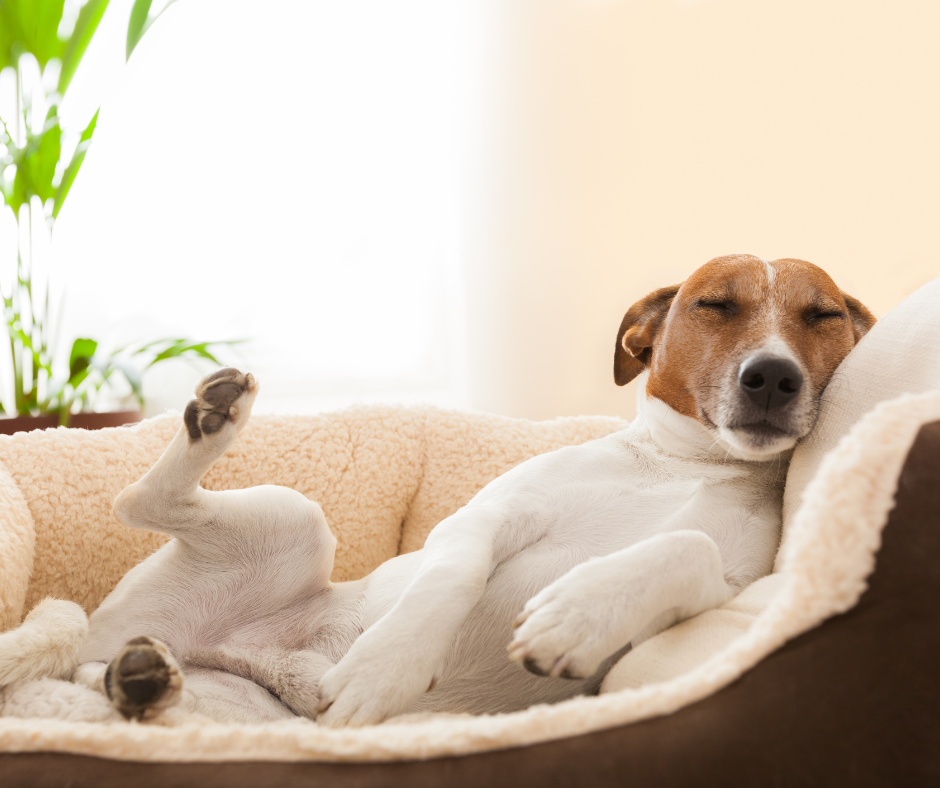 4 Tips to Benefit your Dog's Joint Health from a Canine Physiotherapist