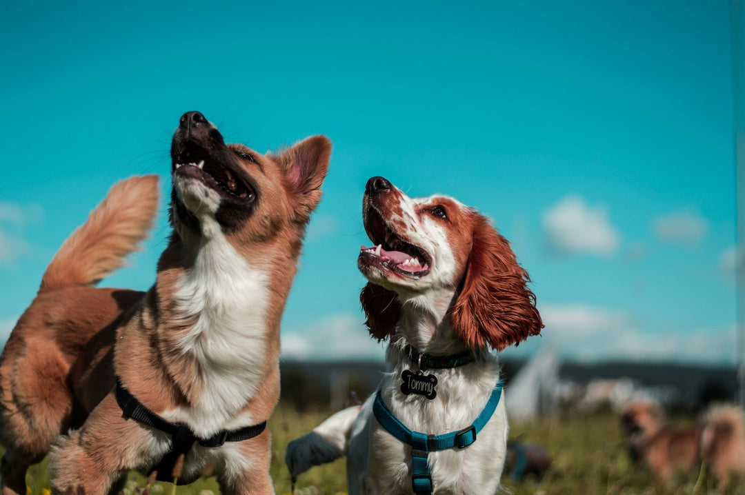 Help for Dogs with Luxating Patella