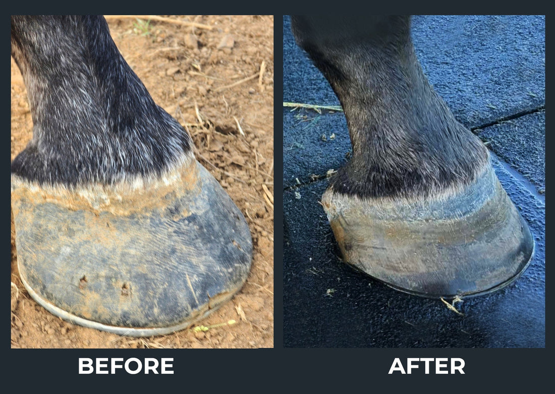 Zoomie's hoof progress with Hoof Care Plus