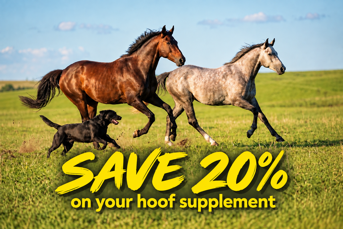 Save 20% on our Hoof Supplement with Equine Joint Plus