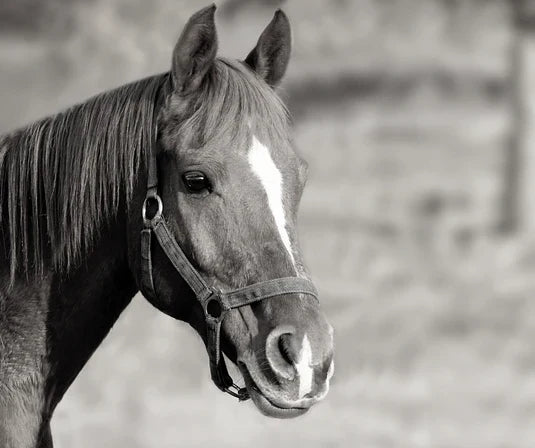 How Equine Arthritis can impact your horse's life