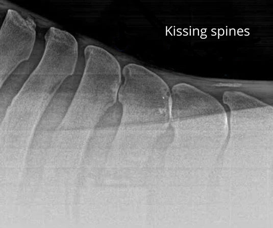 Kissing Spine in Horses