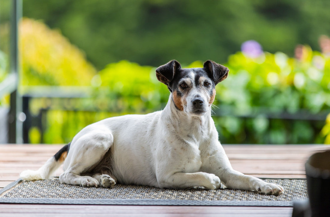 Why Joint Care Supplements are not just for Old Dogs