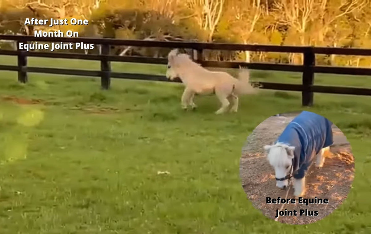 Tiny pony before and after with Equine Joint Plus