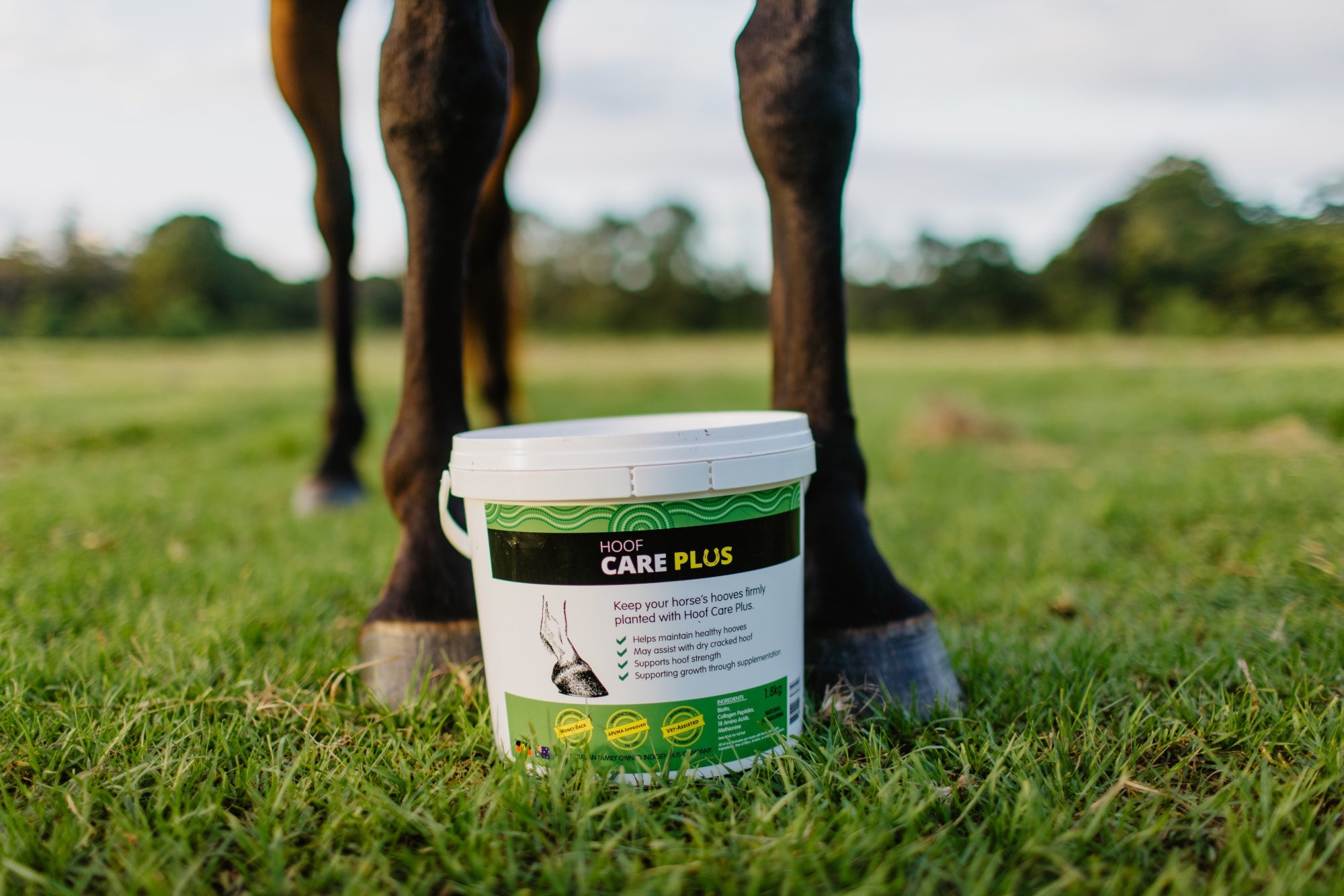 Hoof Care Plus