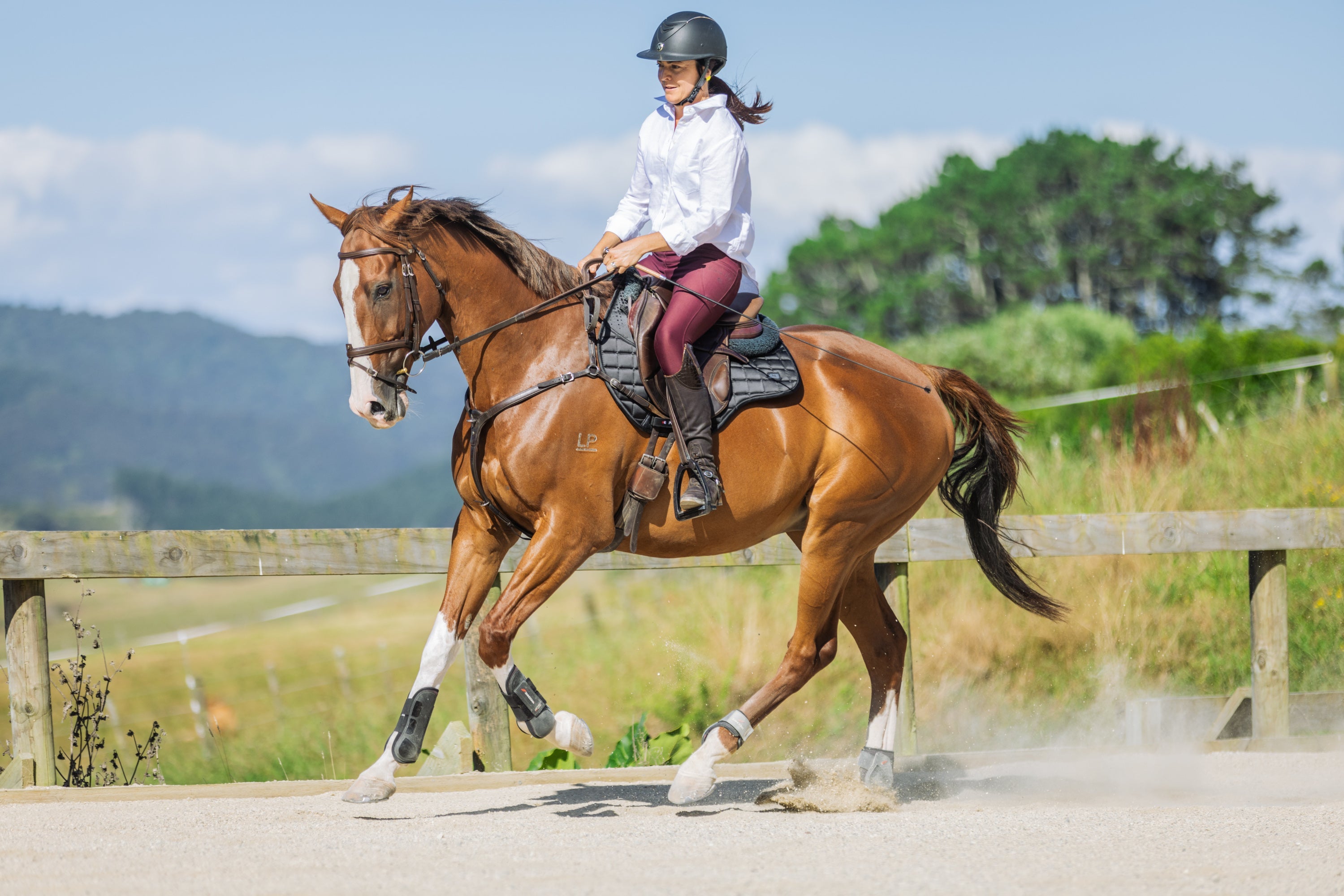 Equine Joint Care Supplements