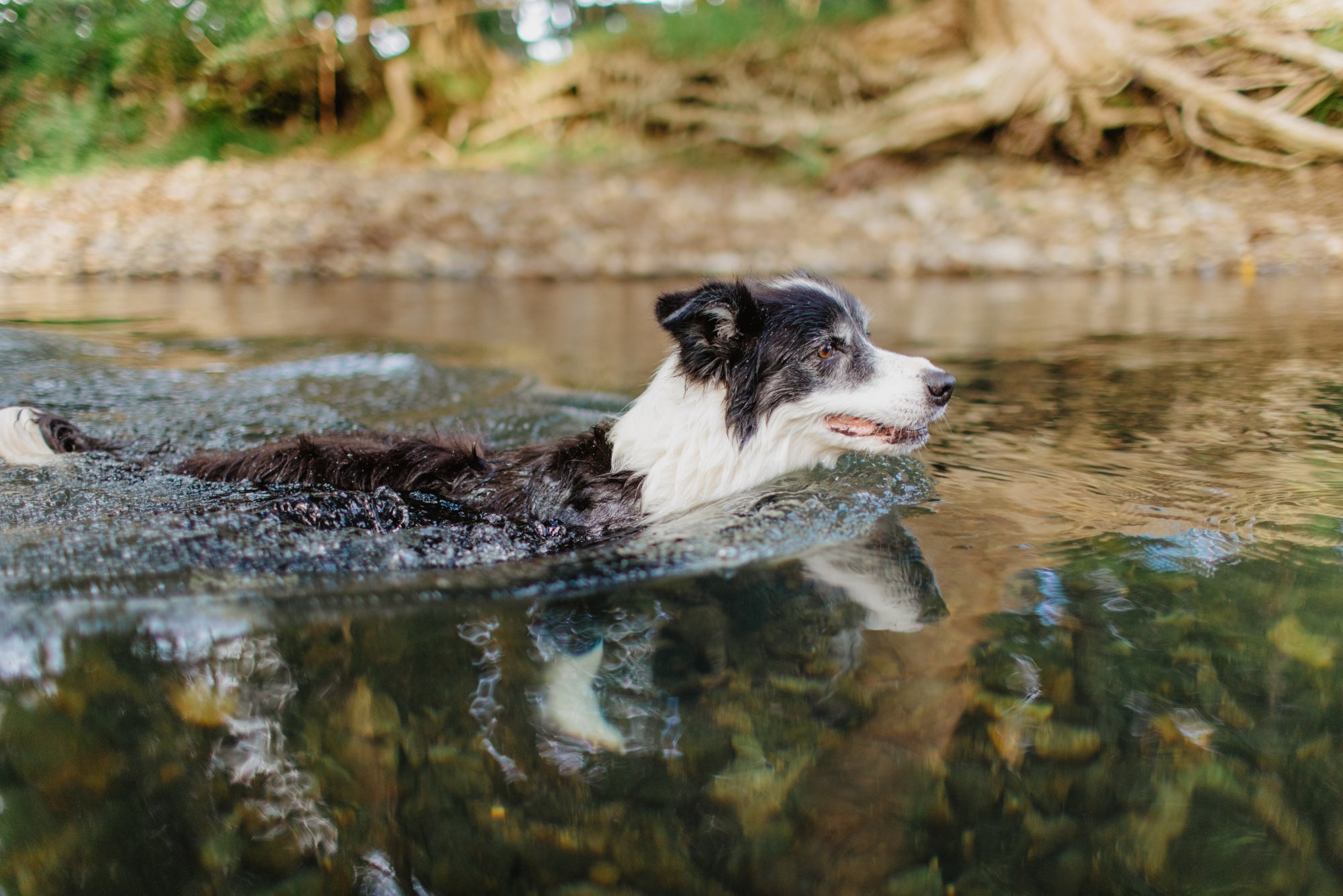 A black and white Border Collie swimming in a calm outdoor stream with reflections on the water and a blurred natural background.