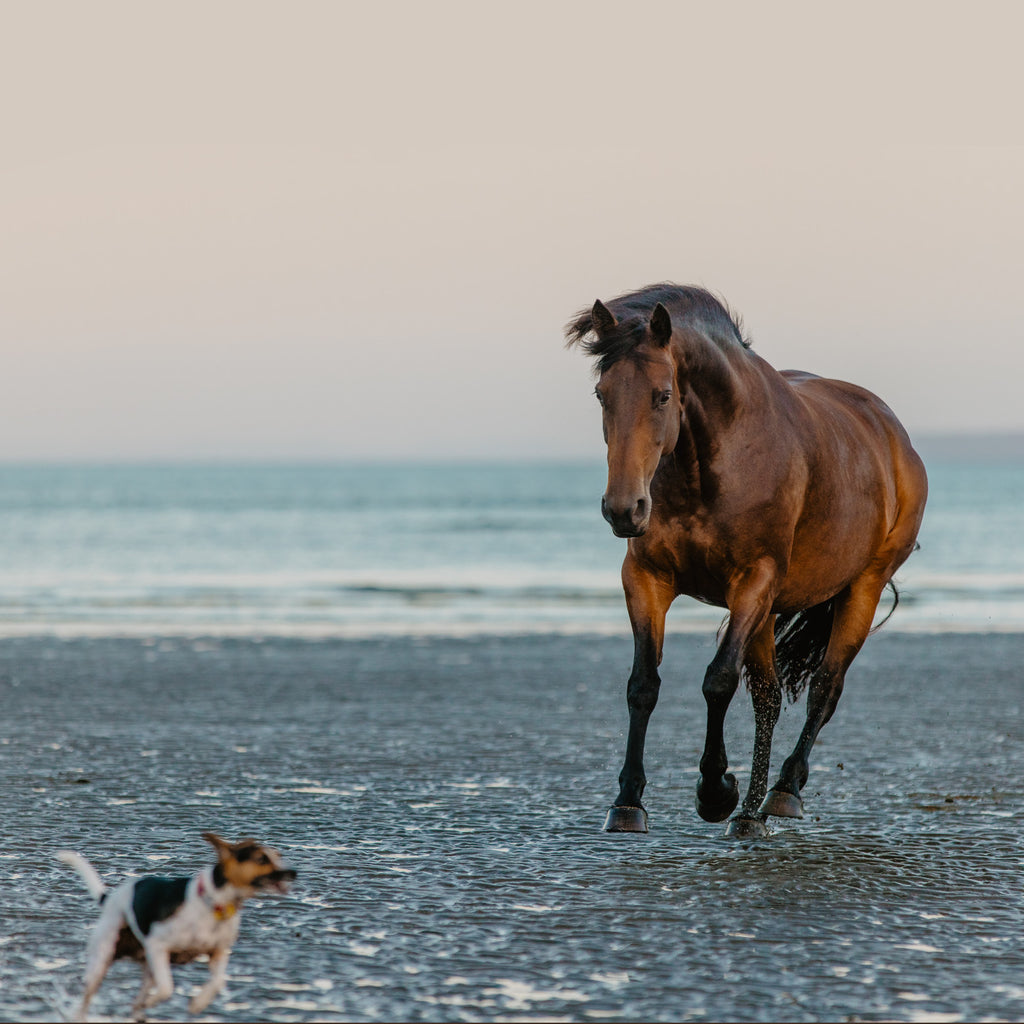 Equine & Canine Joint Plus Bundle