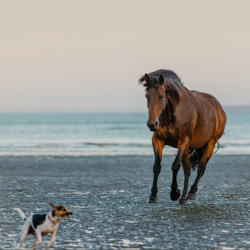 Equine & Canine Joint Plus Bundle