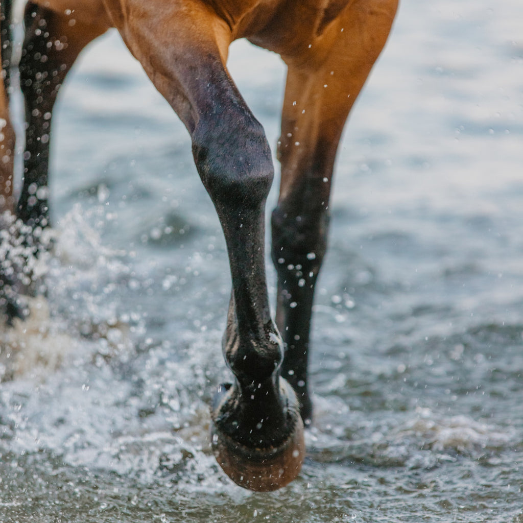 Super Equine & Canine Joint Plus Hoof Care Bundle