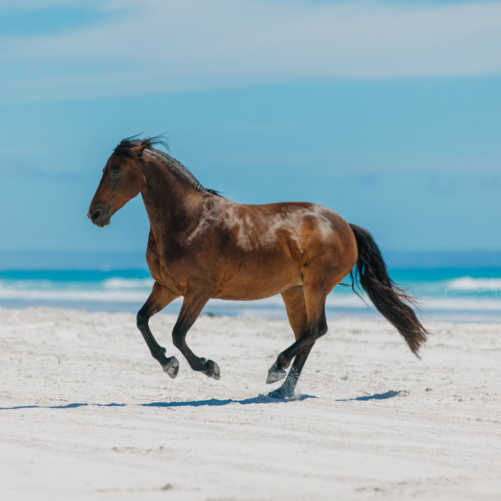 Equine Joint Plus™ 2kg