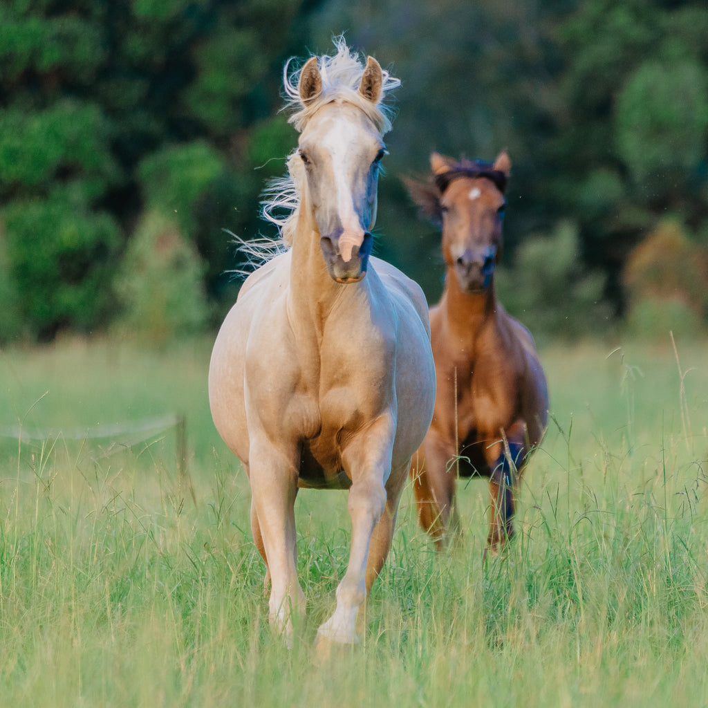 Equine Joint Plus™ 4kg