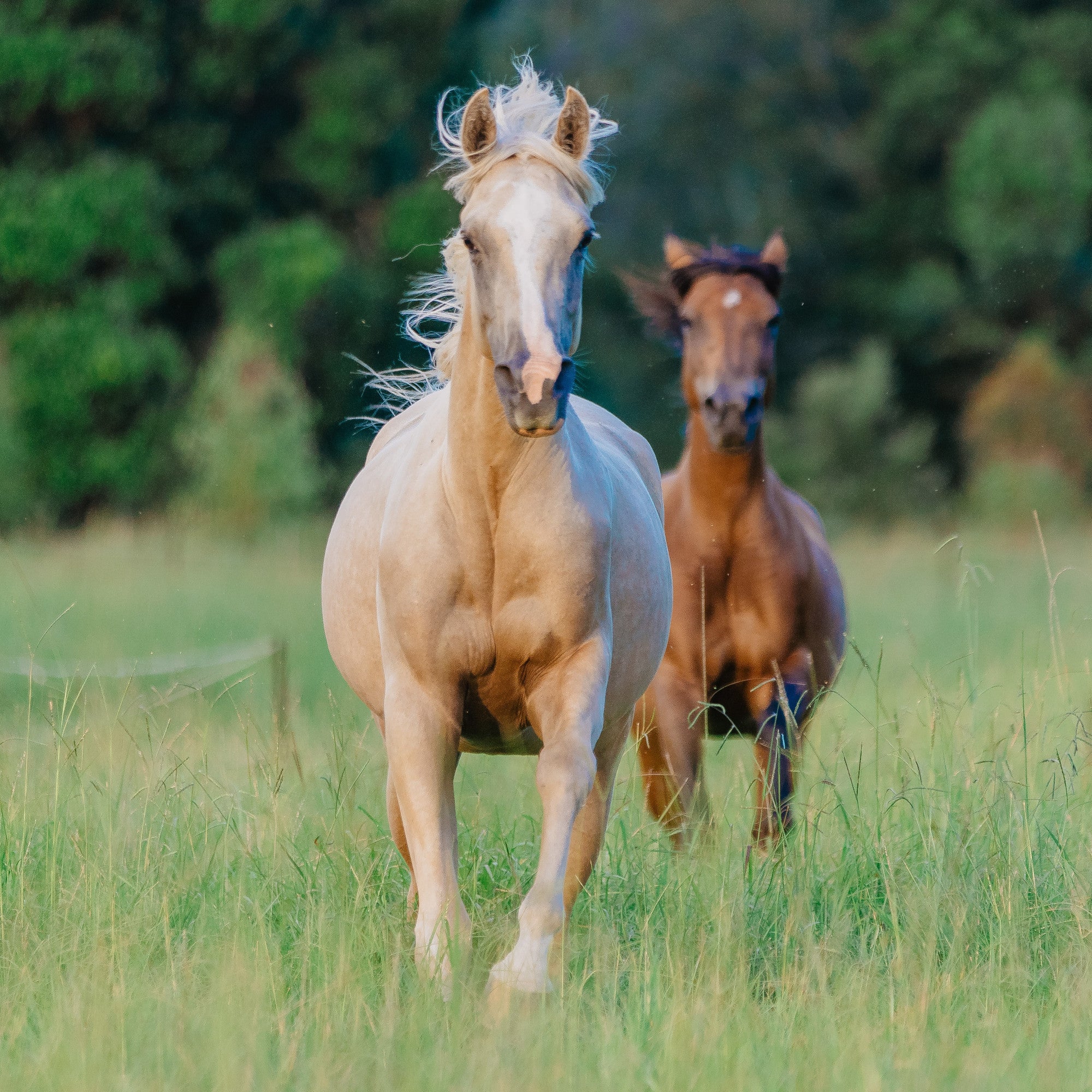 Equine Joint Plus™ 4kg