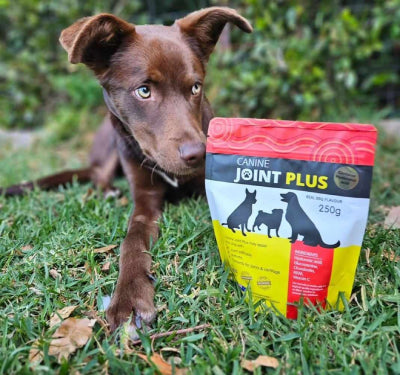 Picture of Equine & Canine Joint Plus - Premium Joint Supplement – Aussie Joint ...