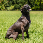 Cats & Dogs Joint Care Bundle