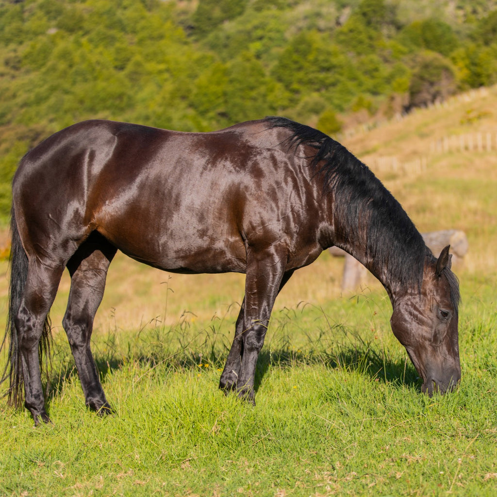 Equine Joint Plus™ 10kg