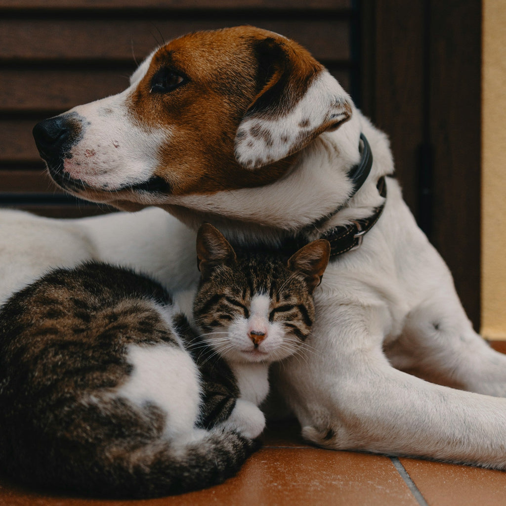 Cats & Dogs Joint Care Bundle